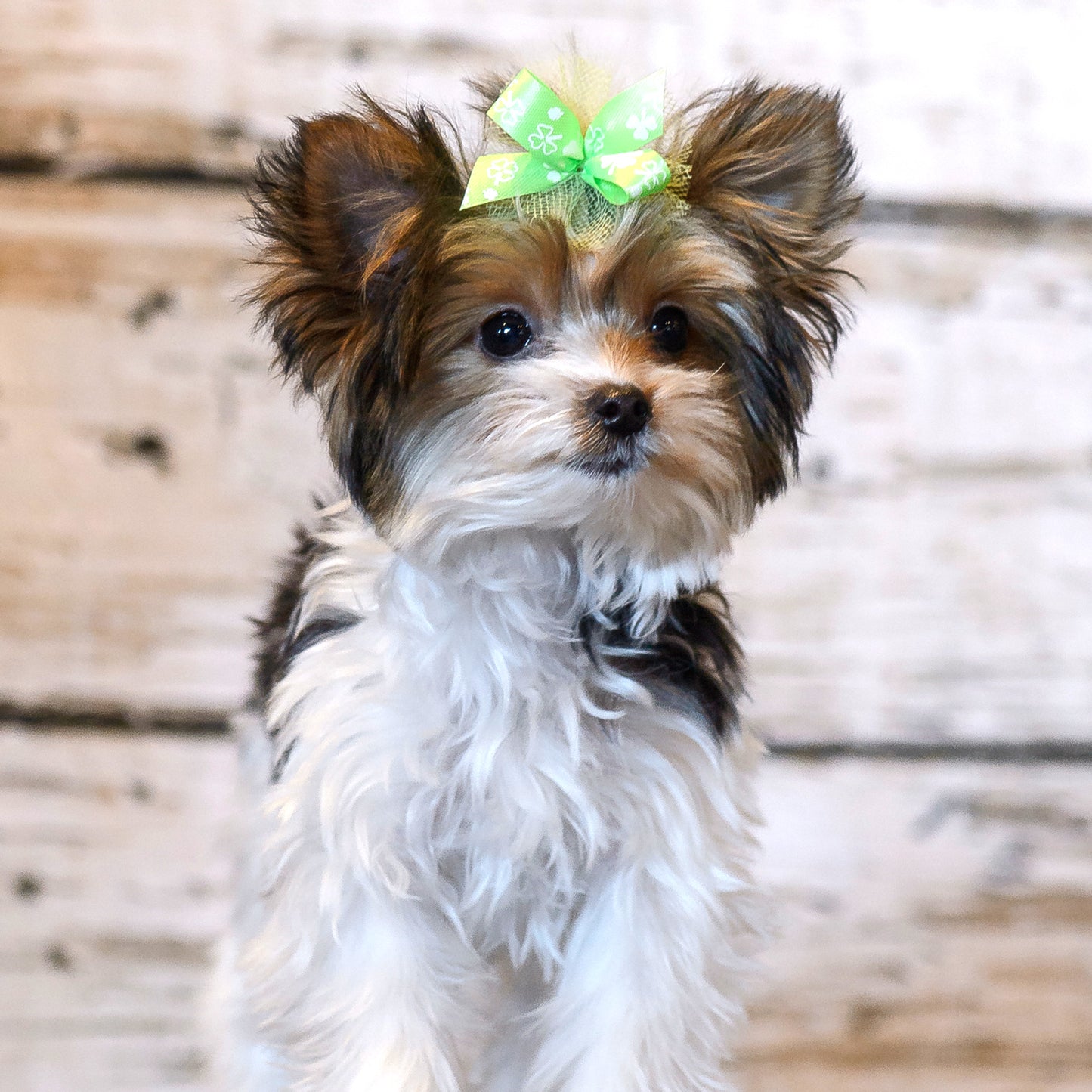 St. Patricks Collection - 50 Medium Size Bows