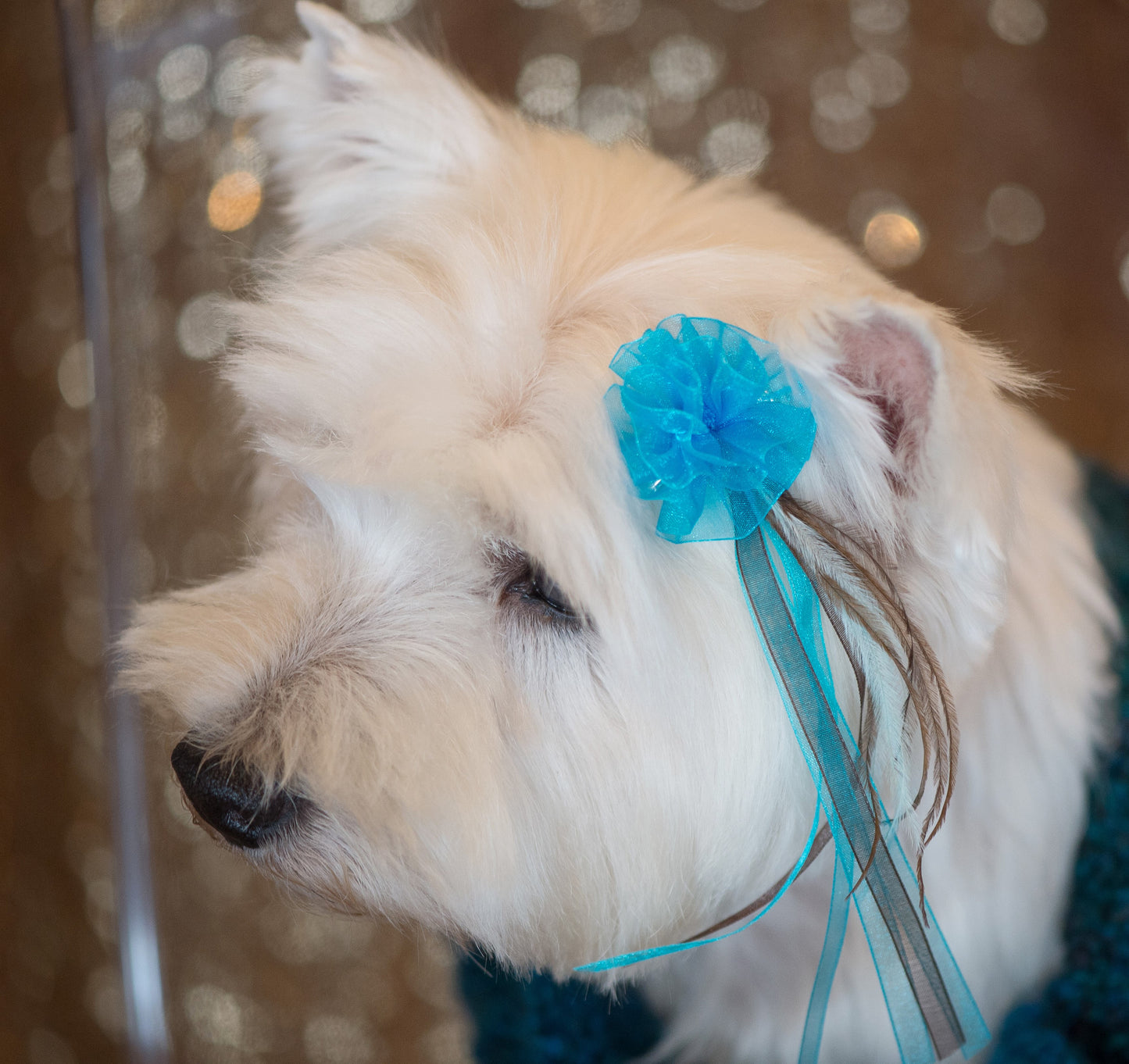 Cute Dog With Bardel Puff Grooming Bow