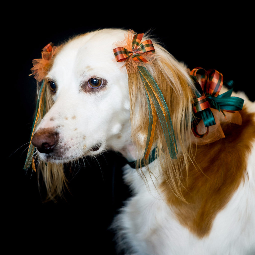Dog with Bardel Fall Grooming Bows