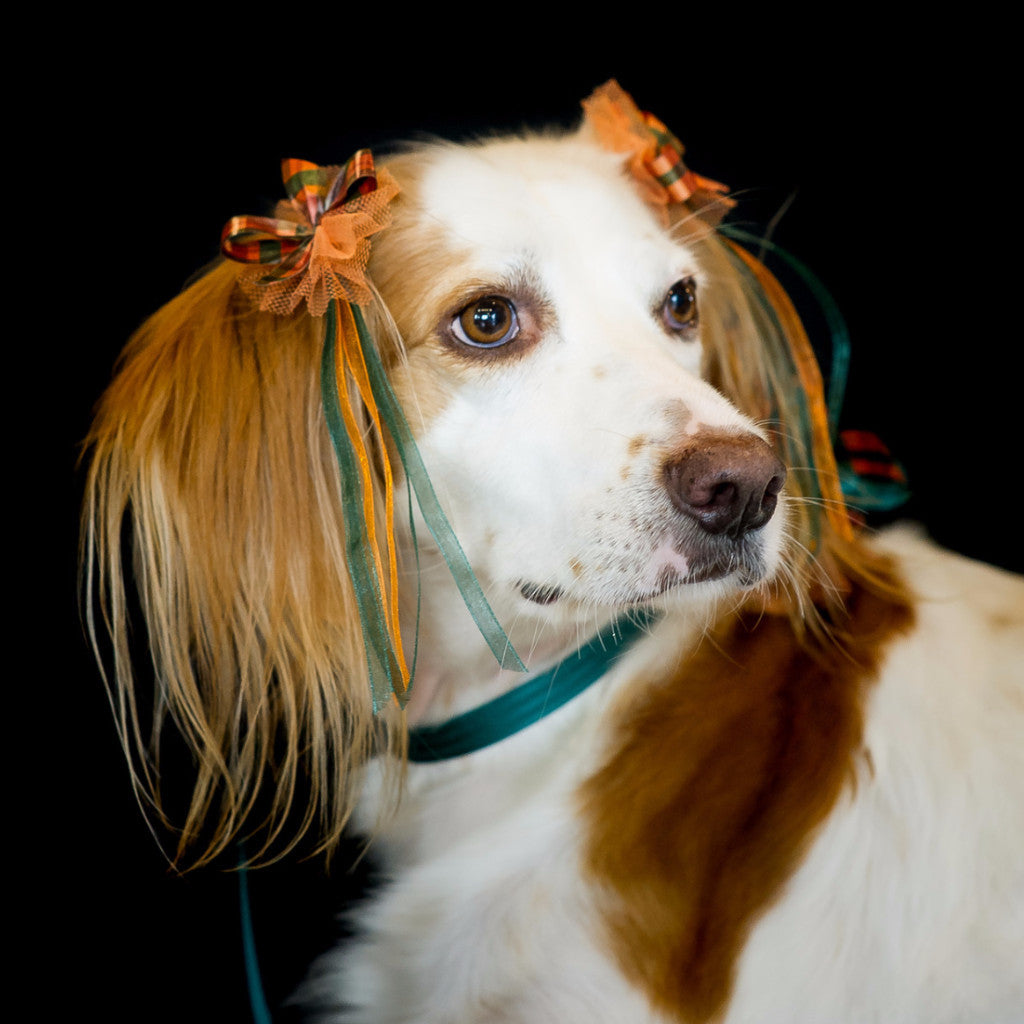 Dog with Bardel Fall Grooming Bows