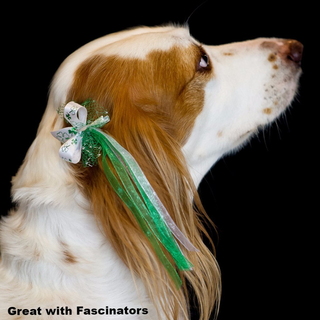Dog with Bardel Bows St Patrick Grooming Bows