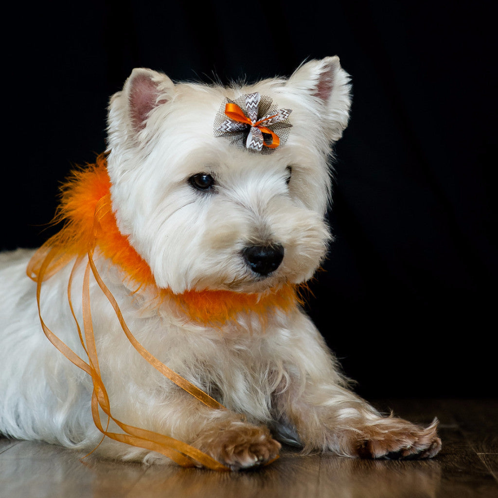 Cute Dog With Bardel Bows Halloween Grooming Bow