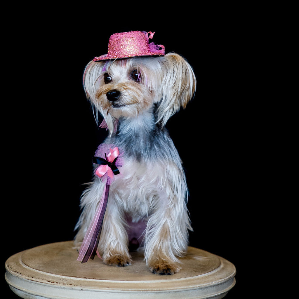 Dog dressed for Valentine's - Bardel Grooming Bows