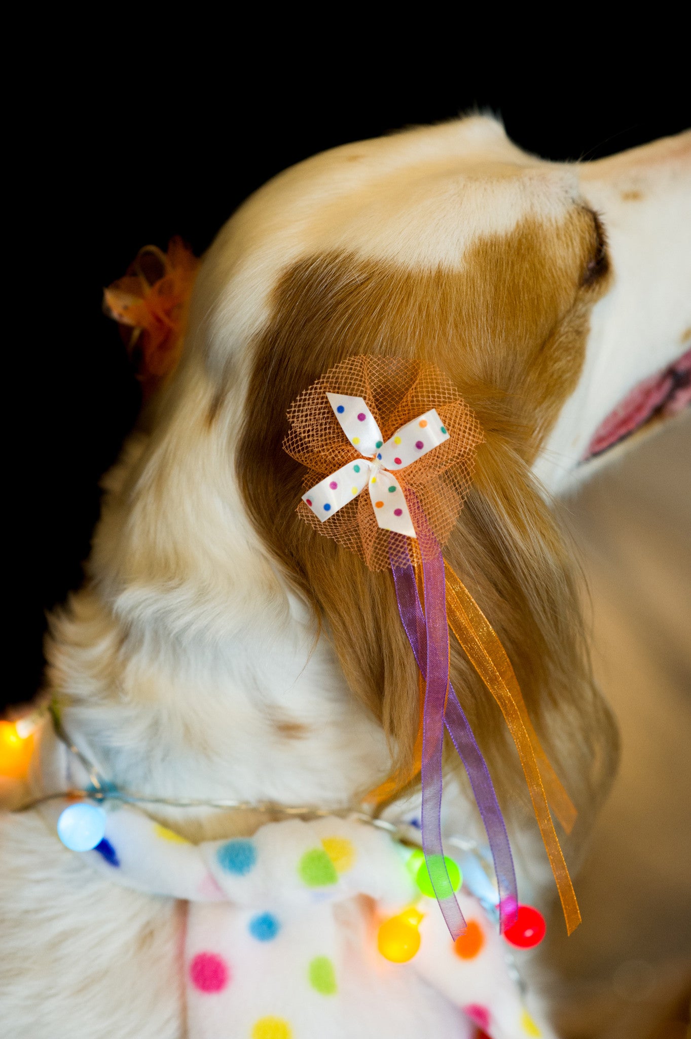 Dog Wearing Bardel Bows - Groovy