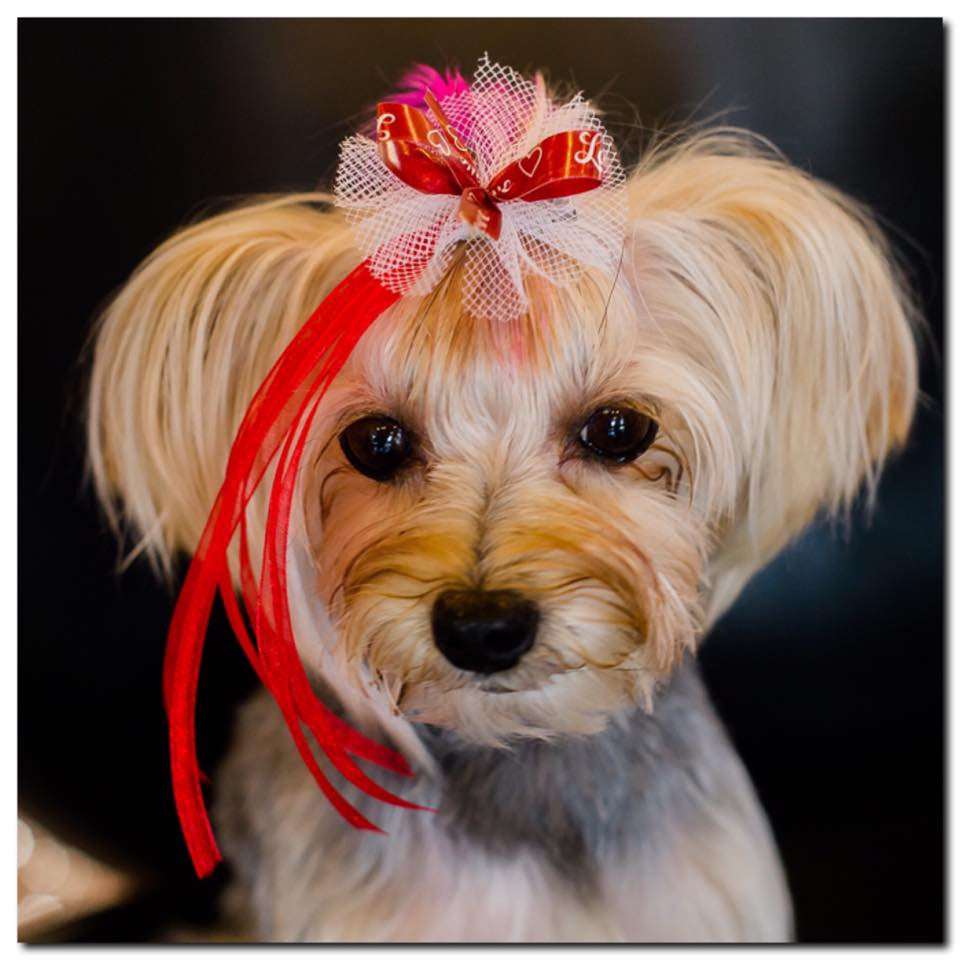 Half Pack - Valentine Collection -  24 Medium Bows